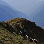 SCENIC MOHARE DANDA / RIDGE TREK